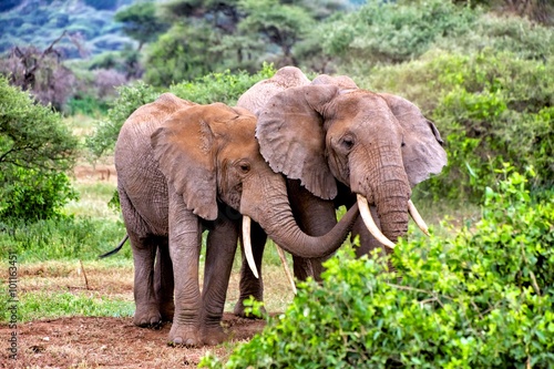 elephants in tarangire park tanzania