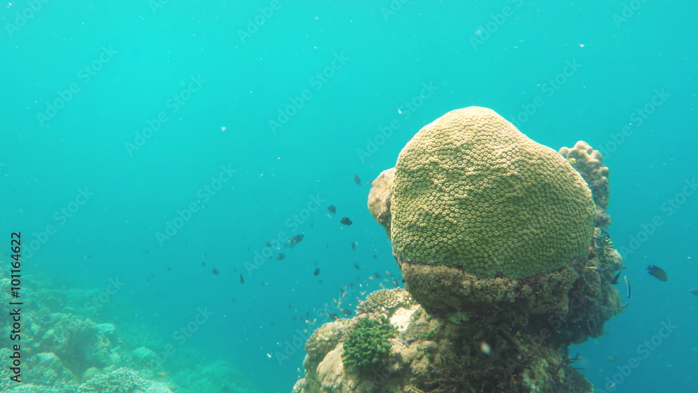 Many reef fish in the tropical sea on a coral reef.tropical underwater world.Diving and snorkeling in the tropical sea.Travel concept,Adventure concept.4K video,ultra HD. Many reef fish in the tropical sea on a coral reef.tropical underwater world.Diving and snorkeling in the tropical sea.Travel concept,Adventure concept.4K video,ultra HD.