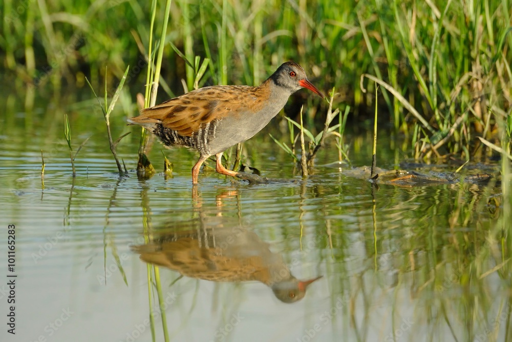 Water rail (Rallus aquaticus) Water rail (Rallus aquaticus)