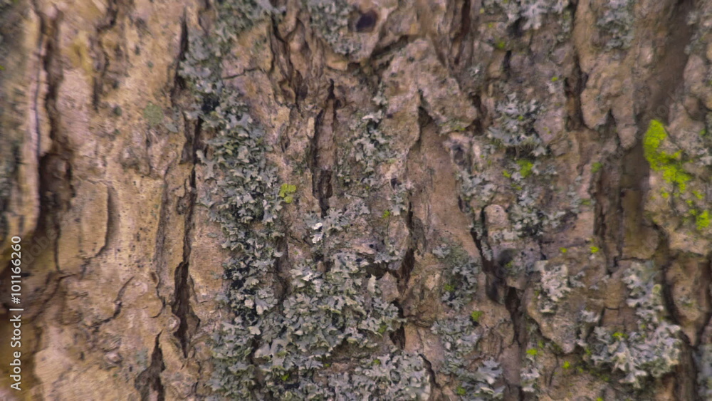 Tree and Ants Tree and Ants