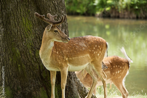 Fallow deer on Bradgate Park