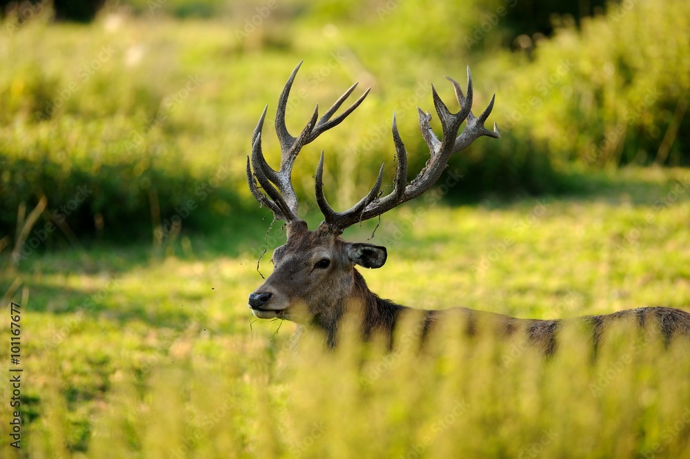 Naklejka premium Cervo nobile (Cervus elaphus) 