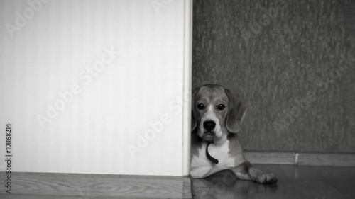 Black and white footage: serious beagle lies on the floor in the corridor photo