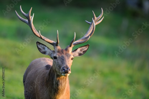 Cervo nobile (Cervus elaphus) 