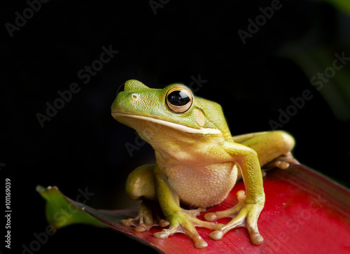 Giant Tree Frog on Red Foliage