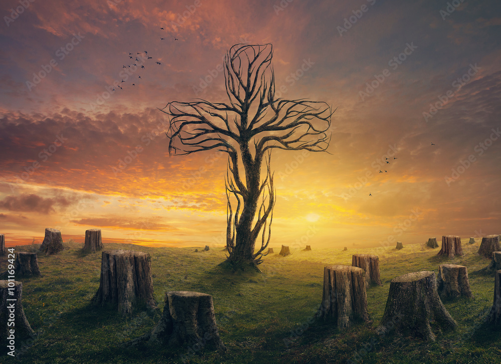 Fotografie Cross and stumps