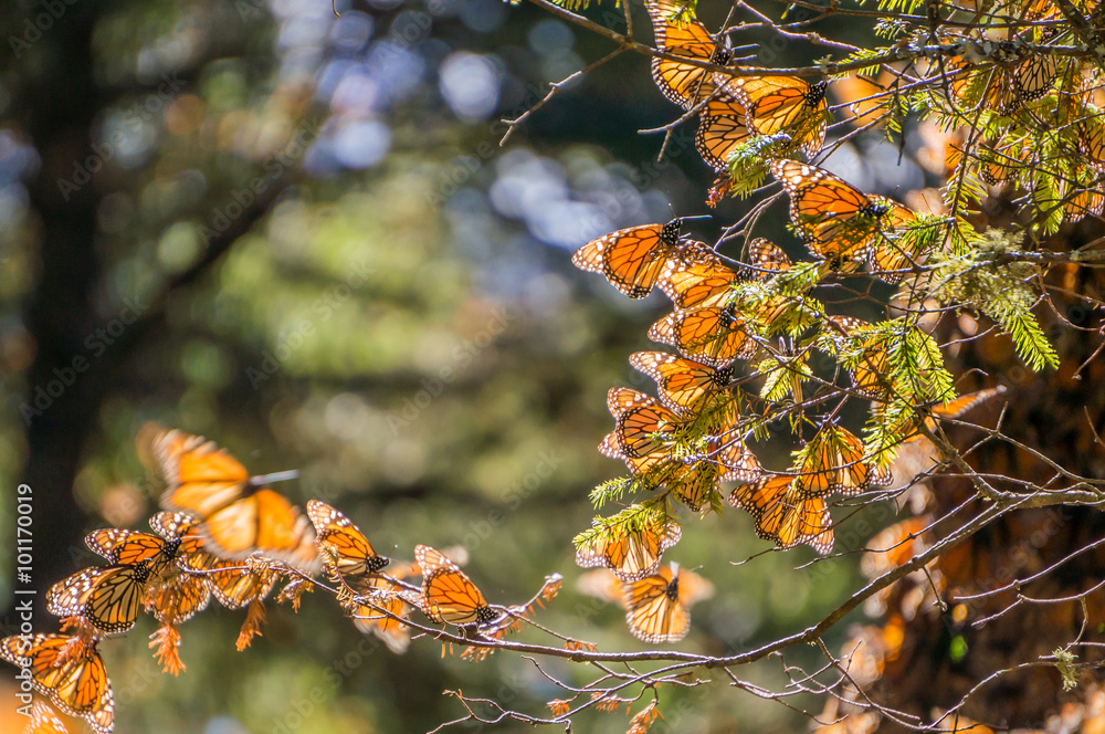Naklejka premium Monarch Butterflies on tree branch in blue sky background, Michoacan, Mexico