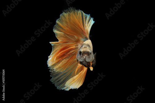 Movement the tail of .gold siamese fighting fish isolated on bla