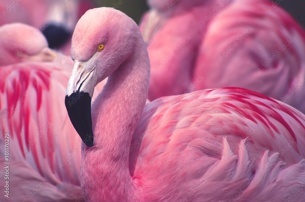 Fototapeta Chilijskie flamingo