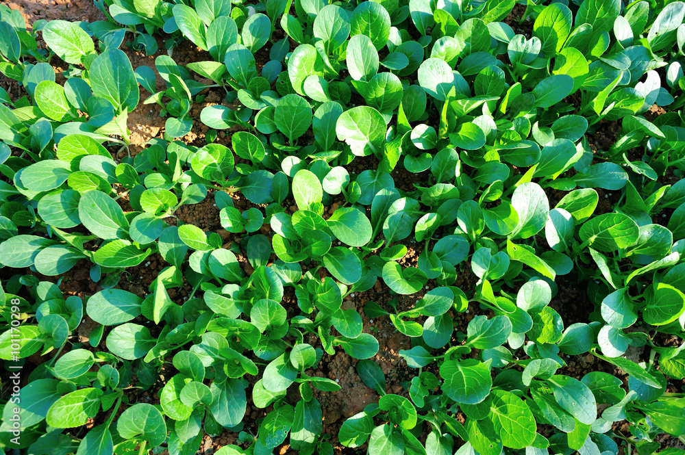 Obraz premium Green choysum in growth at vegetable garden
