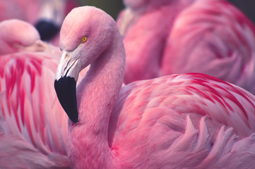 Poster Flamingo Chileense flamingo in zacht licht  © Jeff McGraw