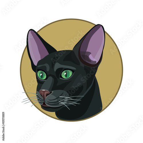 icon black cat/ Icon black cat, slim with green eyes with large ears, and an icon for the site
