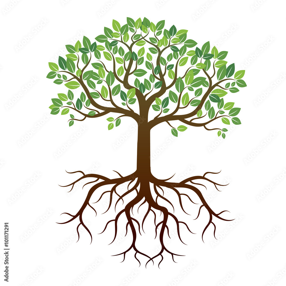 Fototapeta premium Color Tree and Roots. Vector Illustration.