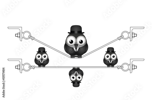 Fat overweight bird on a flexed steel wire 
