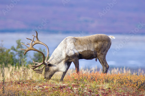 Male Caribou Grazing on Toklat River Basin
