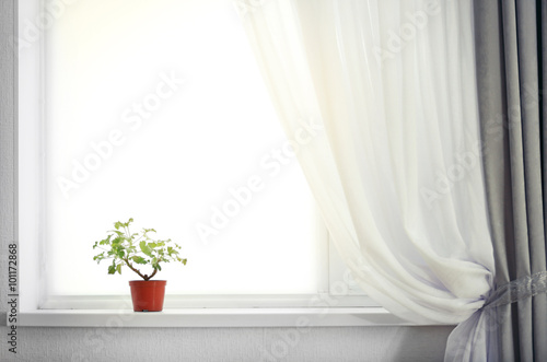 Room with curtain and window and plant on the windowsill