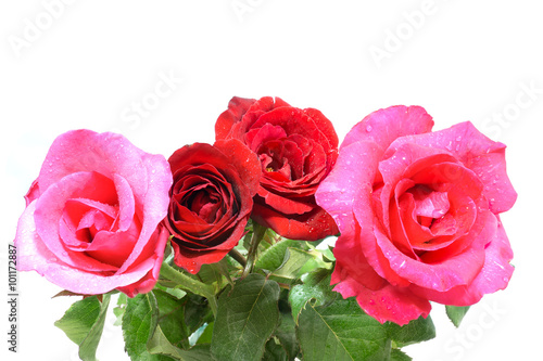 Pink and red roses in white background