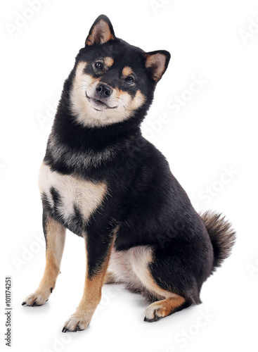 Siba inu dog isolated on white © Africa Studio