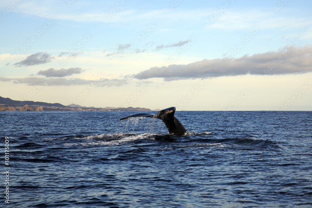 Fototapeta premium Humpback Whale’s tail going down at Cabo San Lucas, Mexico
