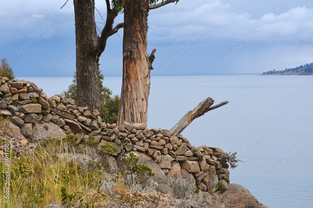 Trees at Taquile Island, lake Titicaca. Peru.