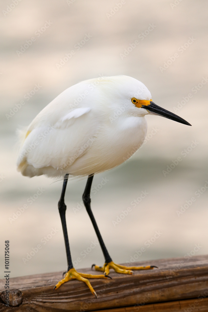 Snowy egret (Egretta thula)