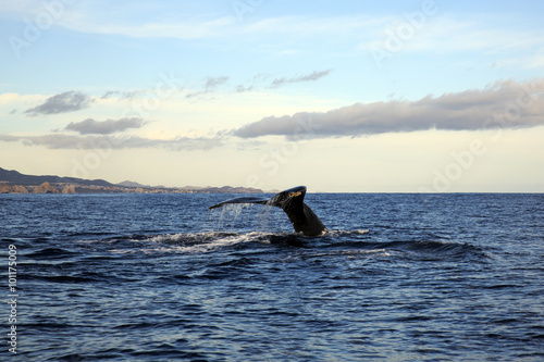 Humpback Whale’s tail going down at Cabo San Lucas, Mexico © yobab