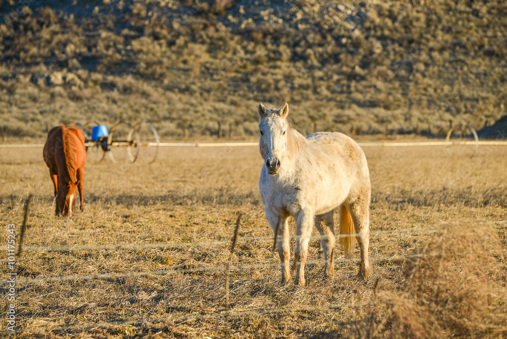  hoses rest in the farm with mountain background on the sunset.