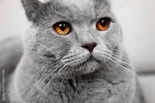 Portrait of beautiful grey cat on sofa, close up