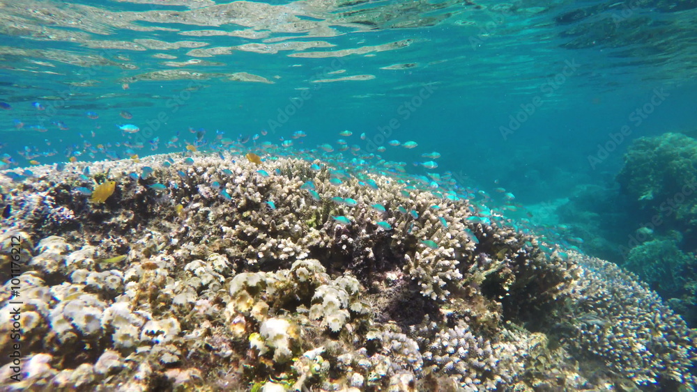 Many reef fish in the tropical sea on a coral reef.tropical underwater world.Diving and snorkeling in the tropical sea.Travel concept,Adventure concept.4K video,ultra HD. Many reef fish in the tropical sea on a coral reef.tropical underwater world.Diving and snorkeling in the tropical sea.Travel concept,Adventure concept.4K video,ultra HD.