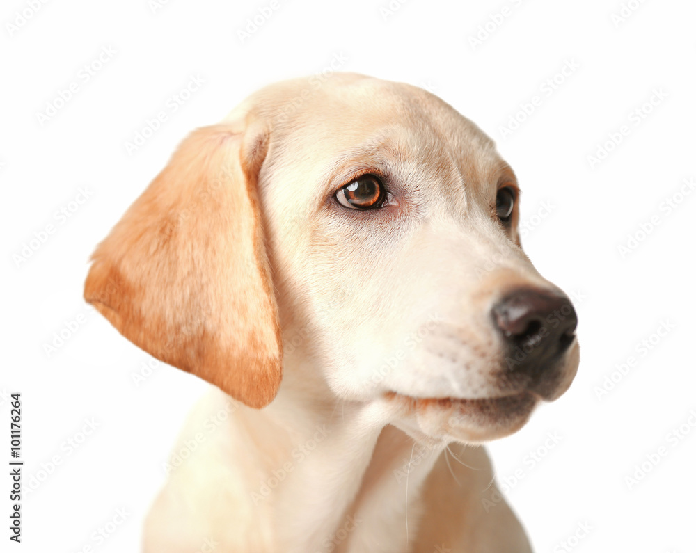 Portrait of beautiful Labrador retriever isolated on white background, close up Portrait of beautiful Labrador retriever isolated on white background, close up