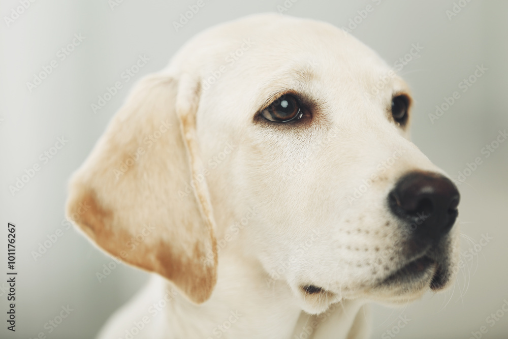 Beautiful Labrador retriever in the room, close up Beautiful Labrador retriever in the room, close up