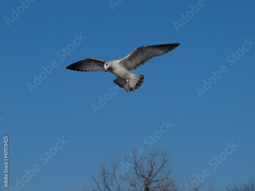 Seagull Descending © dallaspaparazzo