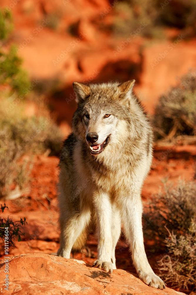 Fototapeta premium Gray wolf (Canis lupus)