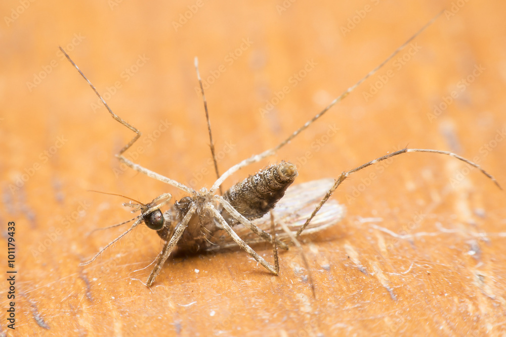 Fototapeta premium mosquito drinks blood out of man. mosquito causing dengue fever