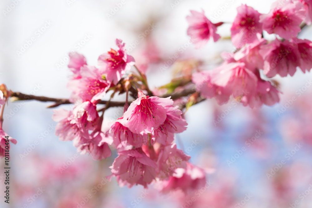cherry blossom, Chiang Mai, Thailand cherry blossom, Chiang Mai, Thailand