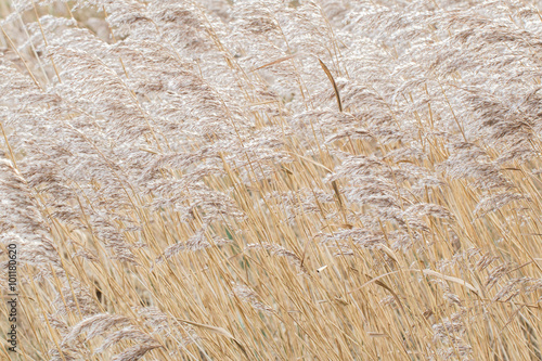 Reed bed