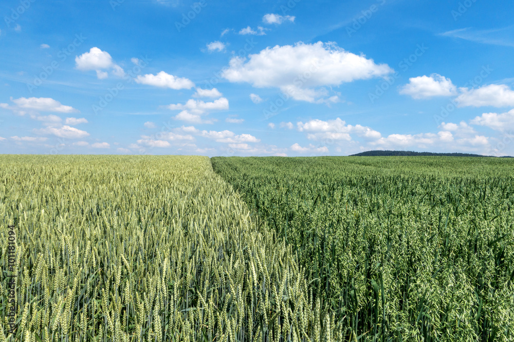 Weizenfeld neben einem Feld mit grünem Hafer Weizenfeld neben einem Feld mit grünem Hafer