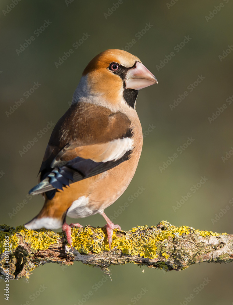 Hawfinch (Coccothraustes coccothraustes) Hawfinch (Coccothraustes coccothraustes)