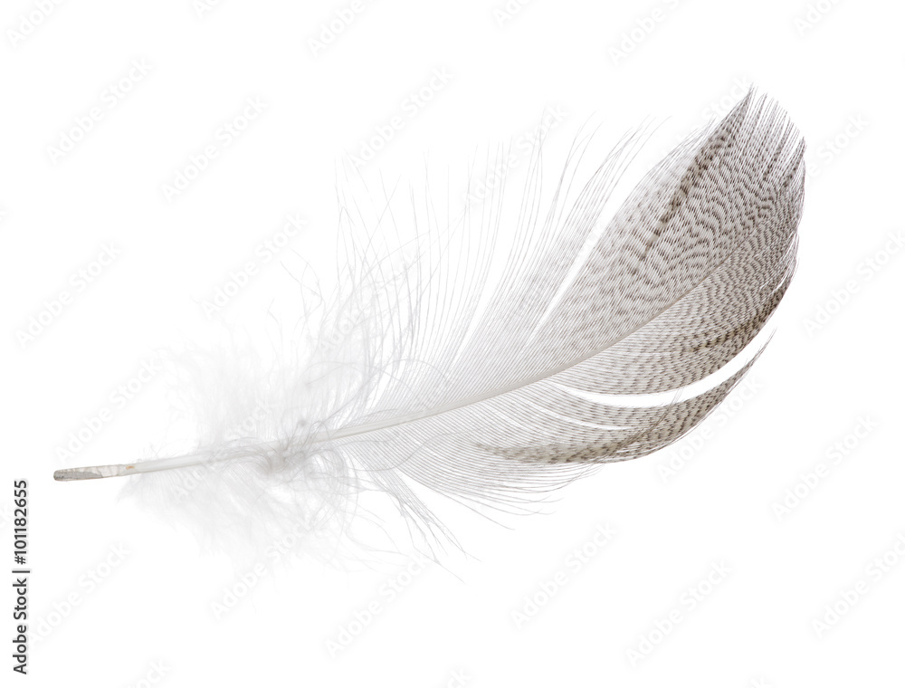 Naklejka premium pióro mewa paski na białym tle