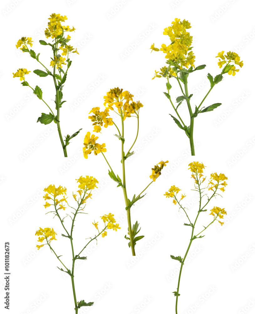 five golden wild mustard flowers collection