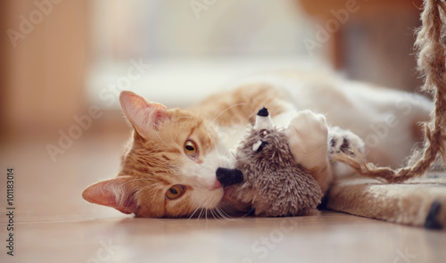 Fotografija Red with white a striped playful cat with a toy.