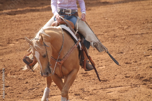 Exercice de reining en équitation western : un spin