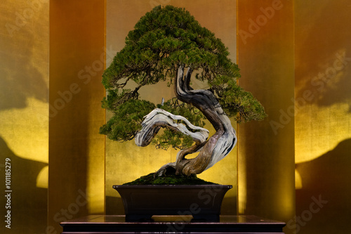 Japanese art form using trees, Bonsai, on the gold background