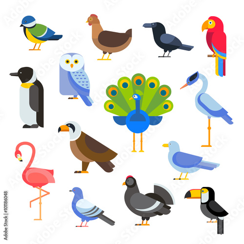 Birds vector set illustration. Egle  parrot  pigeon and toucan. Penguins  flamingos  crows  peacocks. Black grouse  chicken  sofa  heron