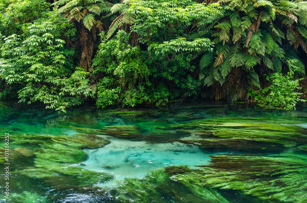Blue Spring which is located at Te Waihou Walkway,Hamilton New Zealand. It internationally acclaimed supplies around 70% of New Zealand's bottled water because of the pure water.