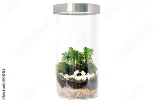 Small garden inside the glass bottle.
