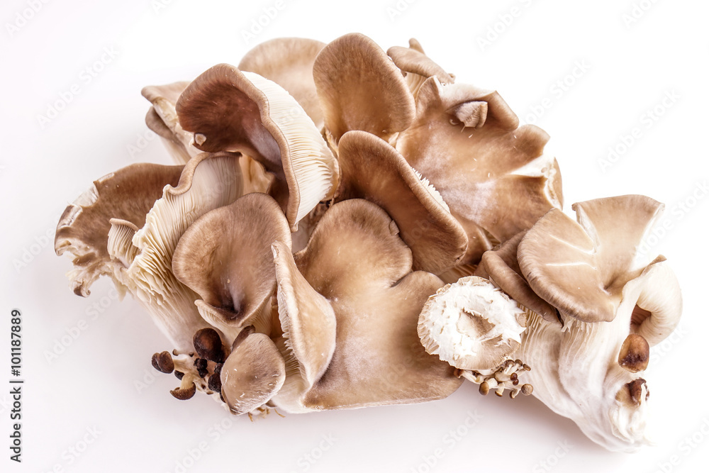 Fototapeta premium oyster mushrooms isolated