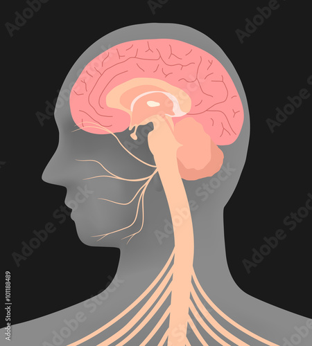human head silhouette and facial nerve, vector illustration