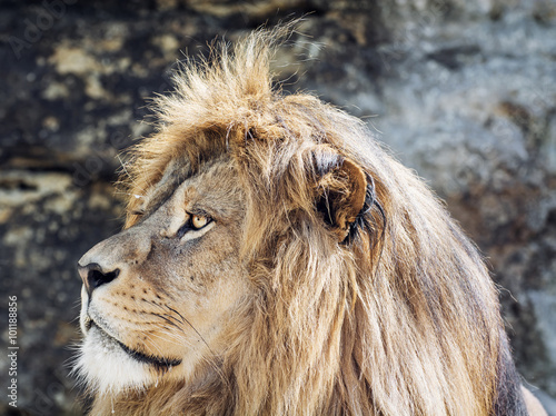 Barbary lion portrait (Panthera leo leo), animal scene photo