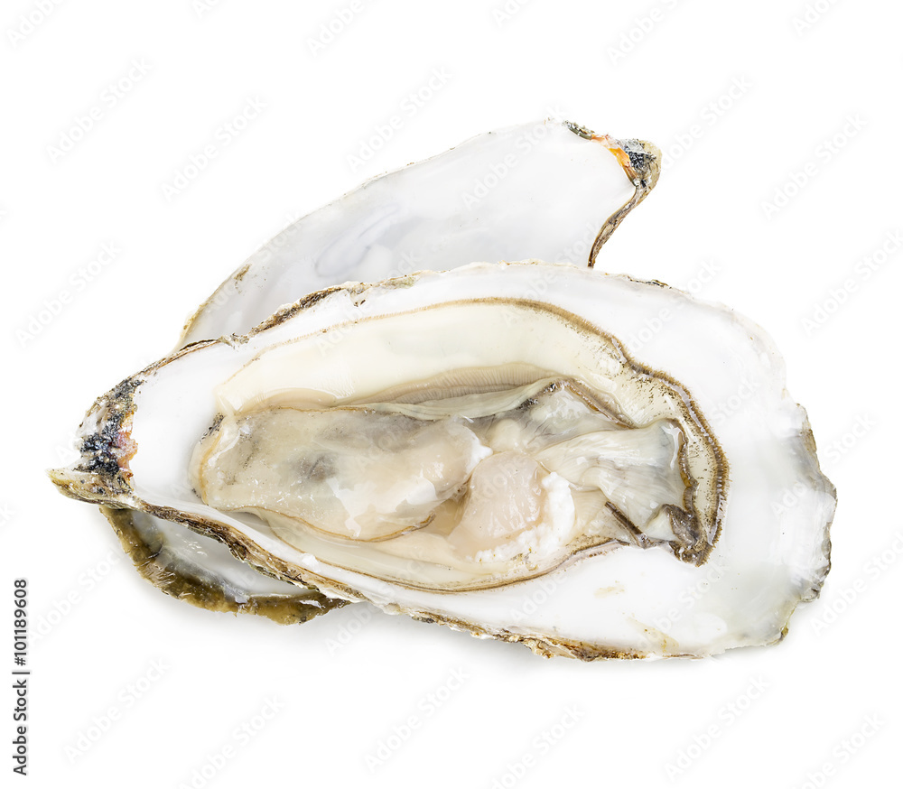 Oyster close-up isolated on a white background. Oyster close-up isolated on a white background.
